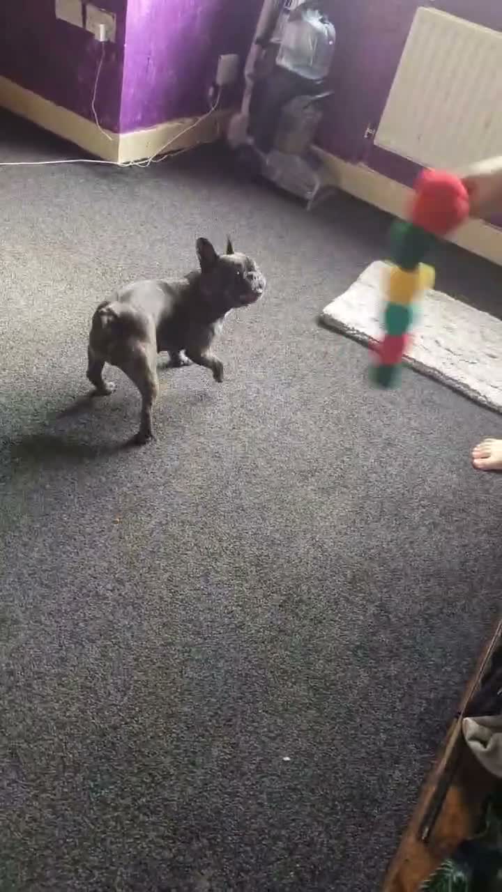 French Bulldog dogs for sale: 2 french bulldogs in Durham - Video 1