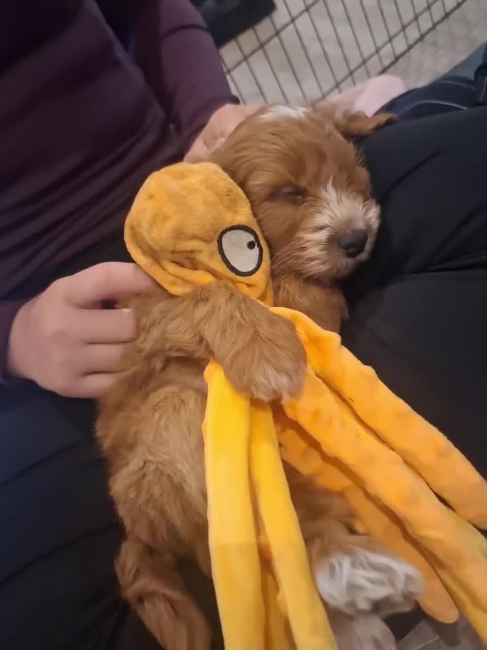 Cockapoo dogs for sale: F1 COCKAPOO PUPS - Video 3