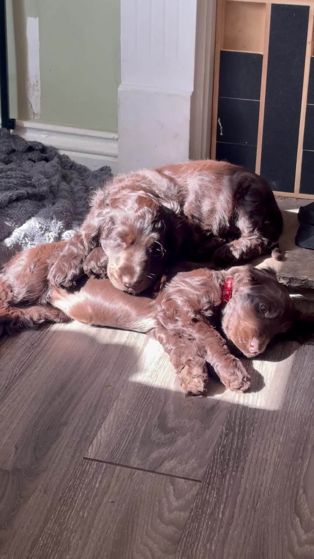 Cocker Spaniel dogs for sale: 100%show cocker spaniel kc reg   - Video 1