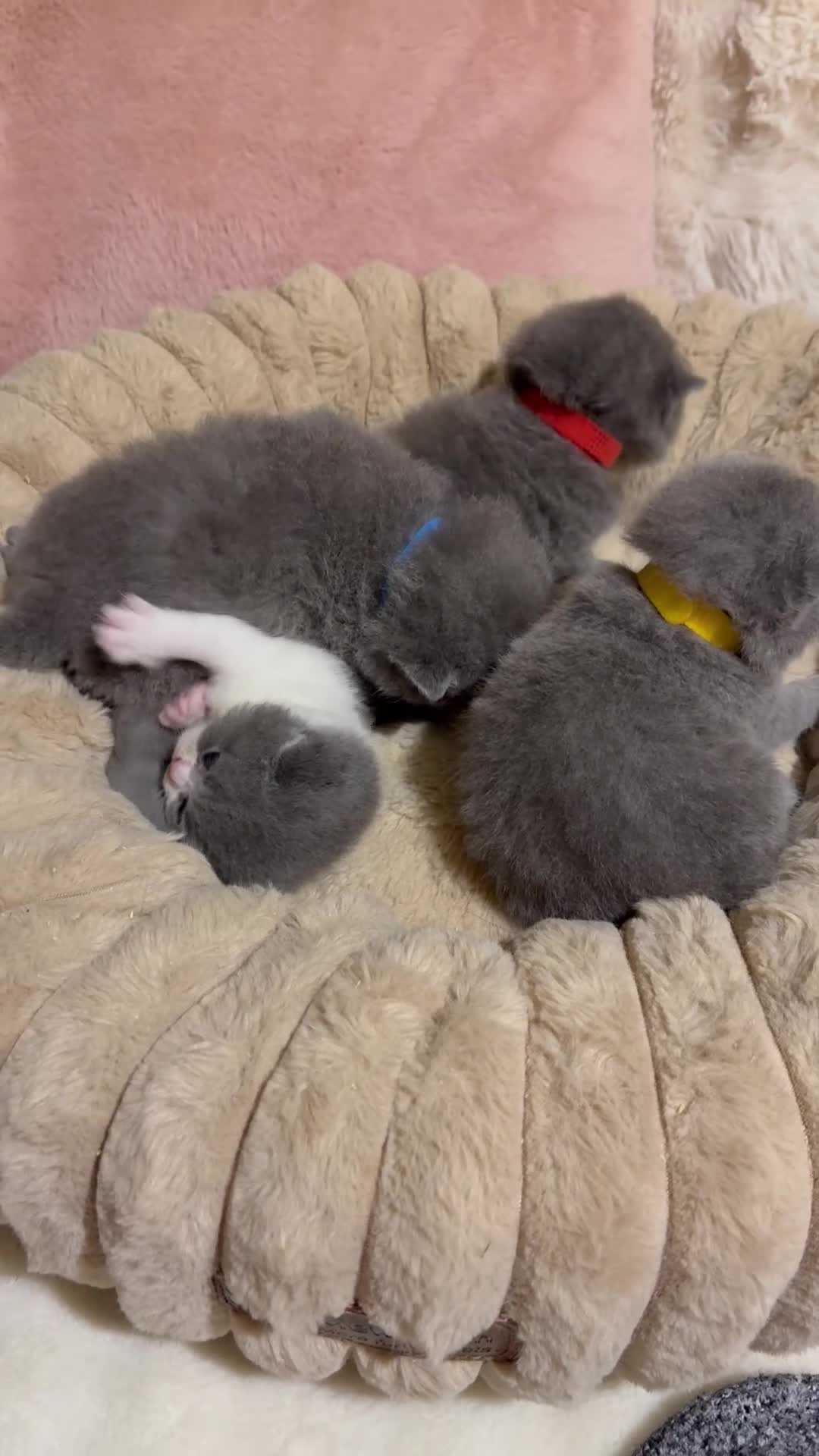 British Shorthair cats for sale: Pure British Shorthair kittens Champion line🥇😻🏆 - Video 2