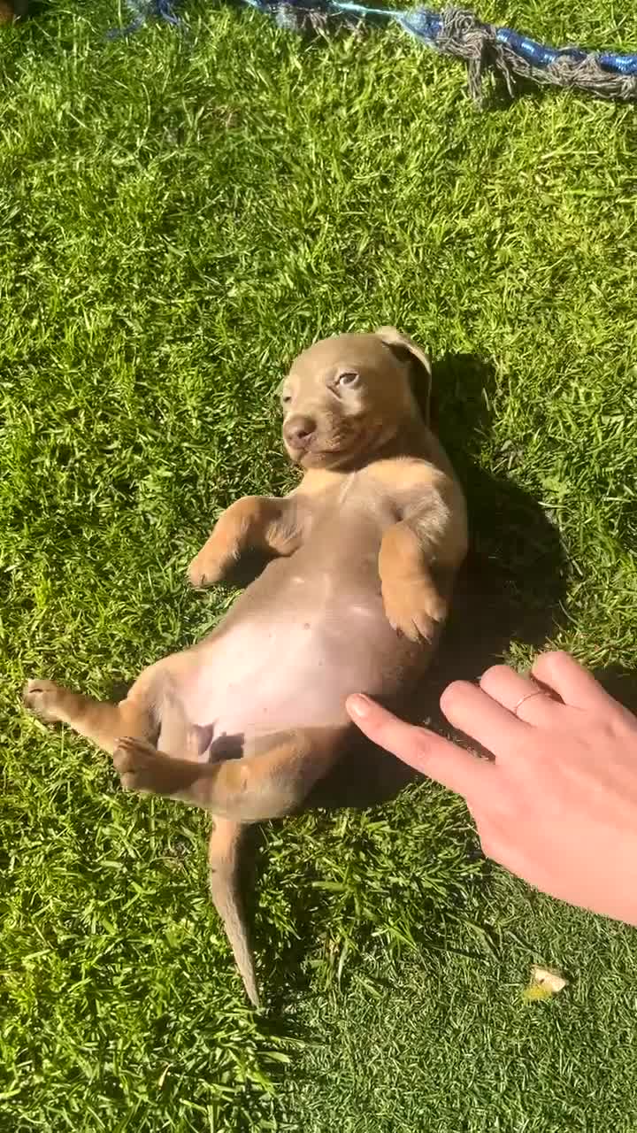 Dachshund dogs for sale: Minature Dachshund puppies 2 boys 1 girl  - Video 1