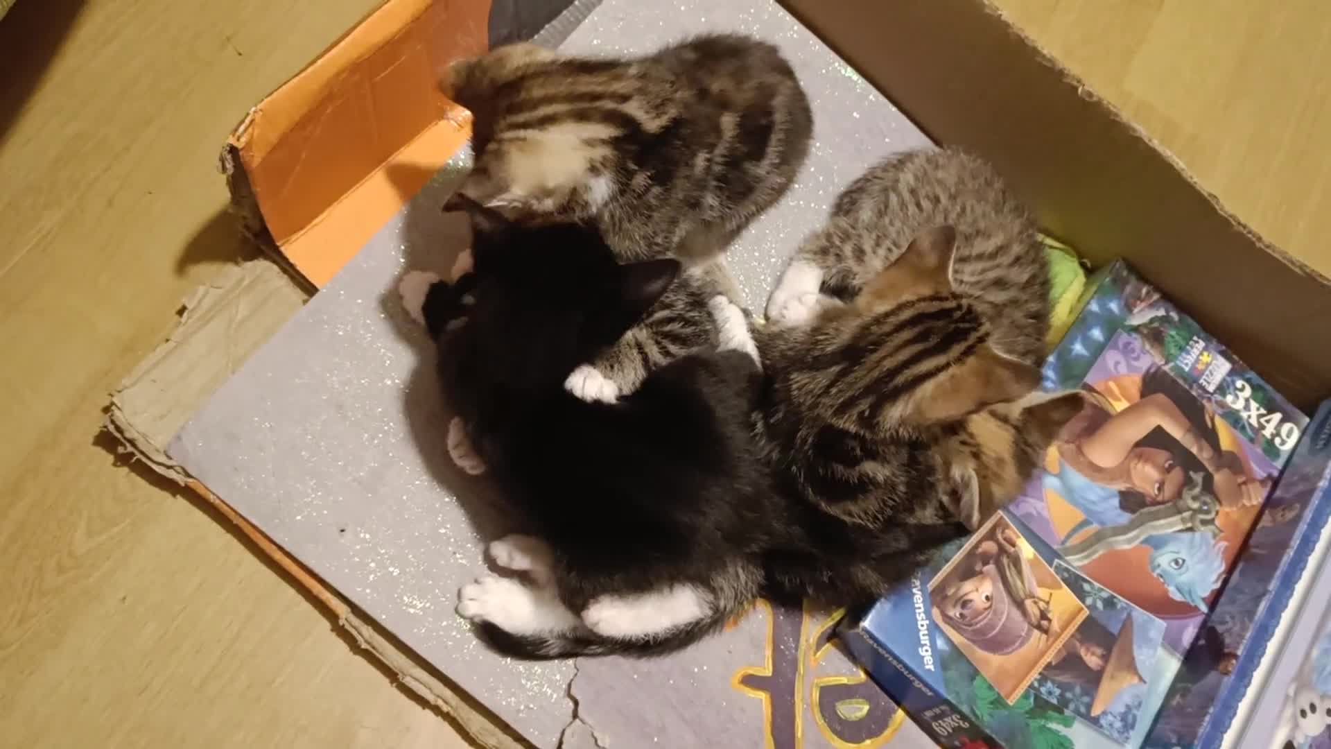 Mixed Breed cats for sale: Calico Mum, Tabby Dad kittens for sale - Video 3