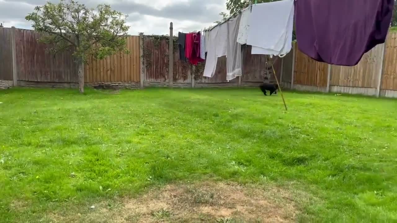 Mixed Breed dogs for adoption: Roxy seeks foster or adoptive home  - Video 1