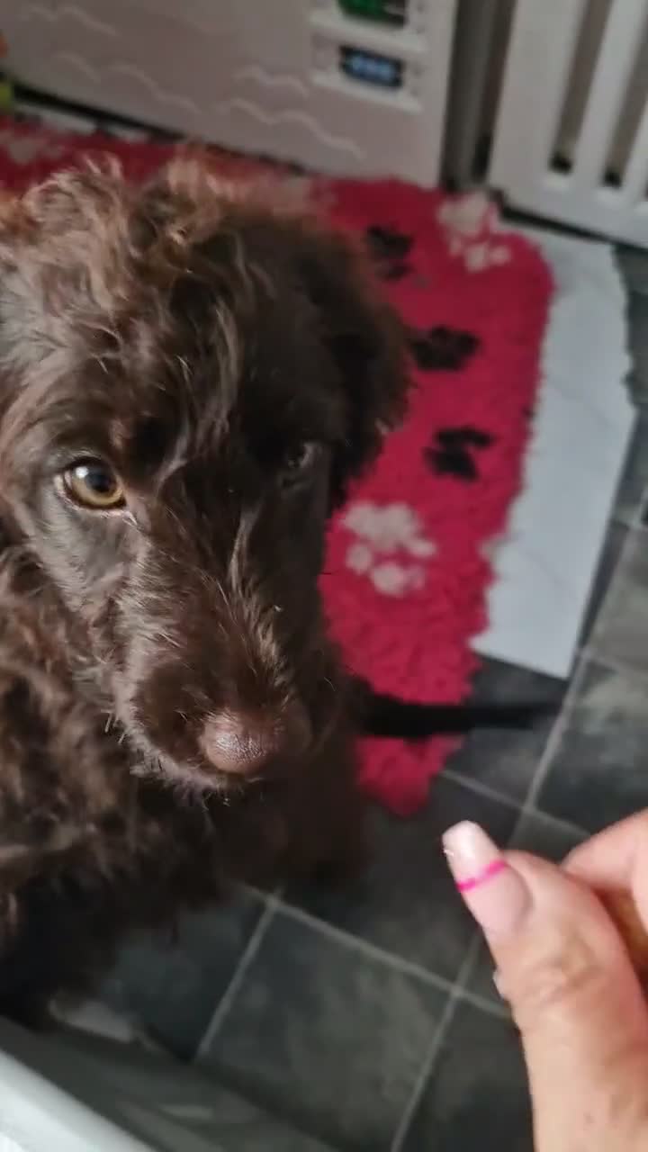 Cockapoo dogs for sale: Full Vaccinations READY NOW Show Cockapoo F1b - Video 2