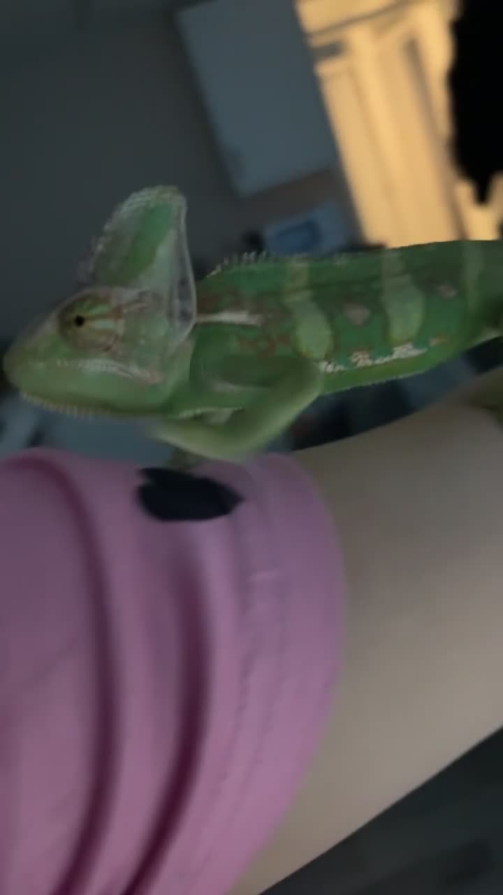 Chameleon reptiles for sale: Male Yemen chameleon and full set up  in Cardiff - Video 3
