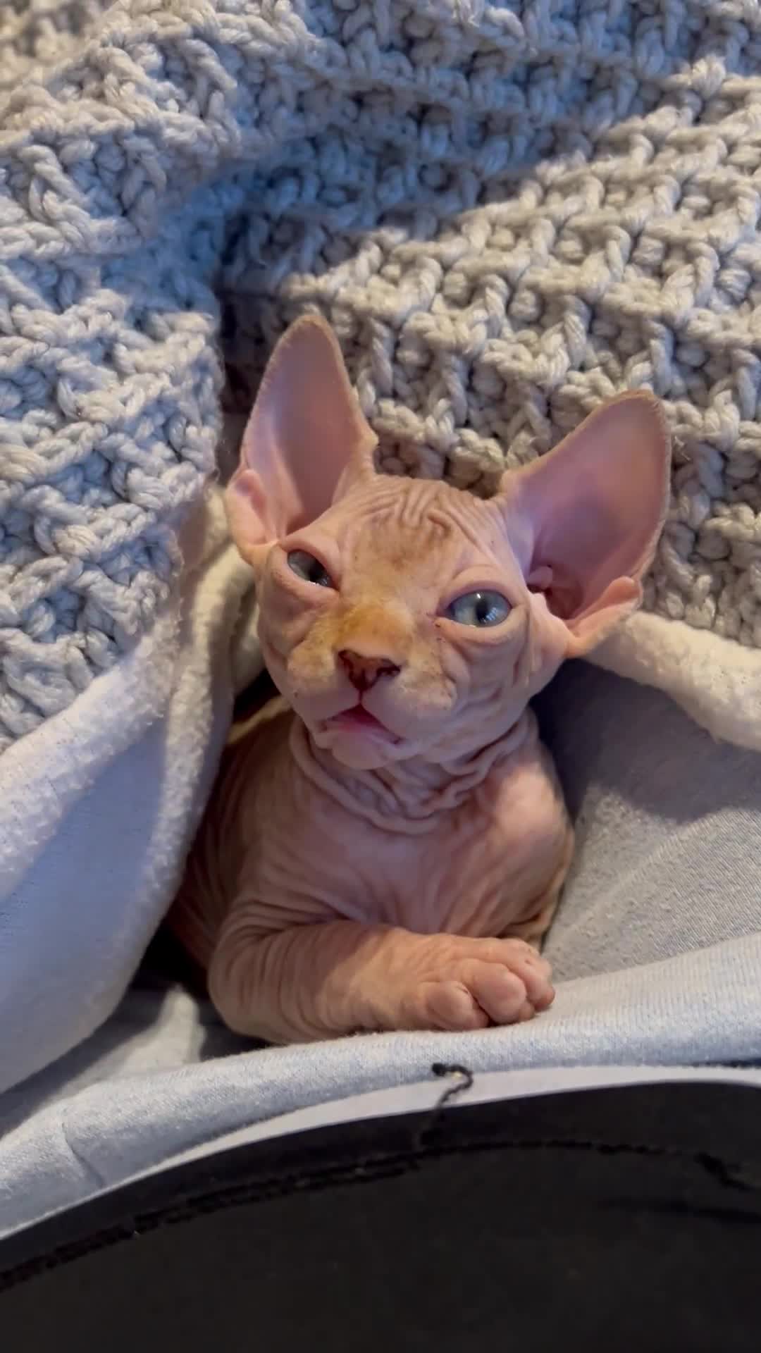 Sphynx cats for sale: HCM ******tery, pure Canadian Sphynx kittens  - Video 2