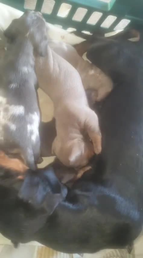 Miniature Dachshund dogs for sale: 5 lovely dach hound pups for sale  in Southampton - Video 1