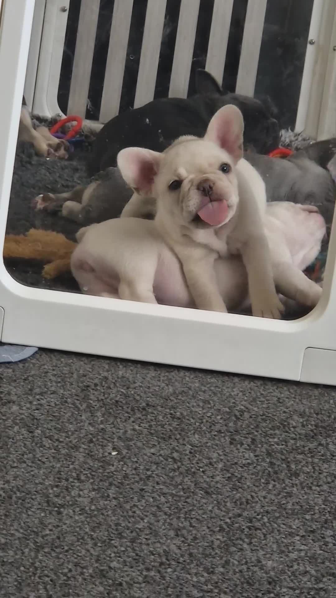 French Bulldog dogs for sale: French bulldog - £1400 only 2 platinum girls left - Video 3