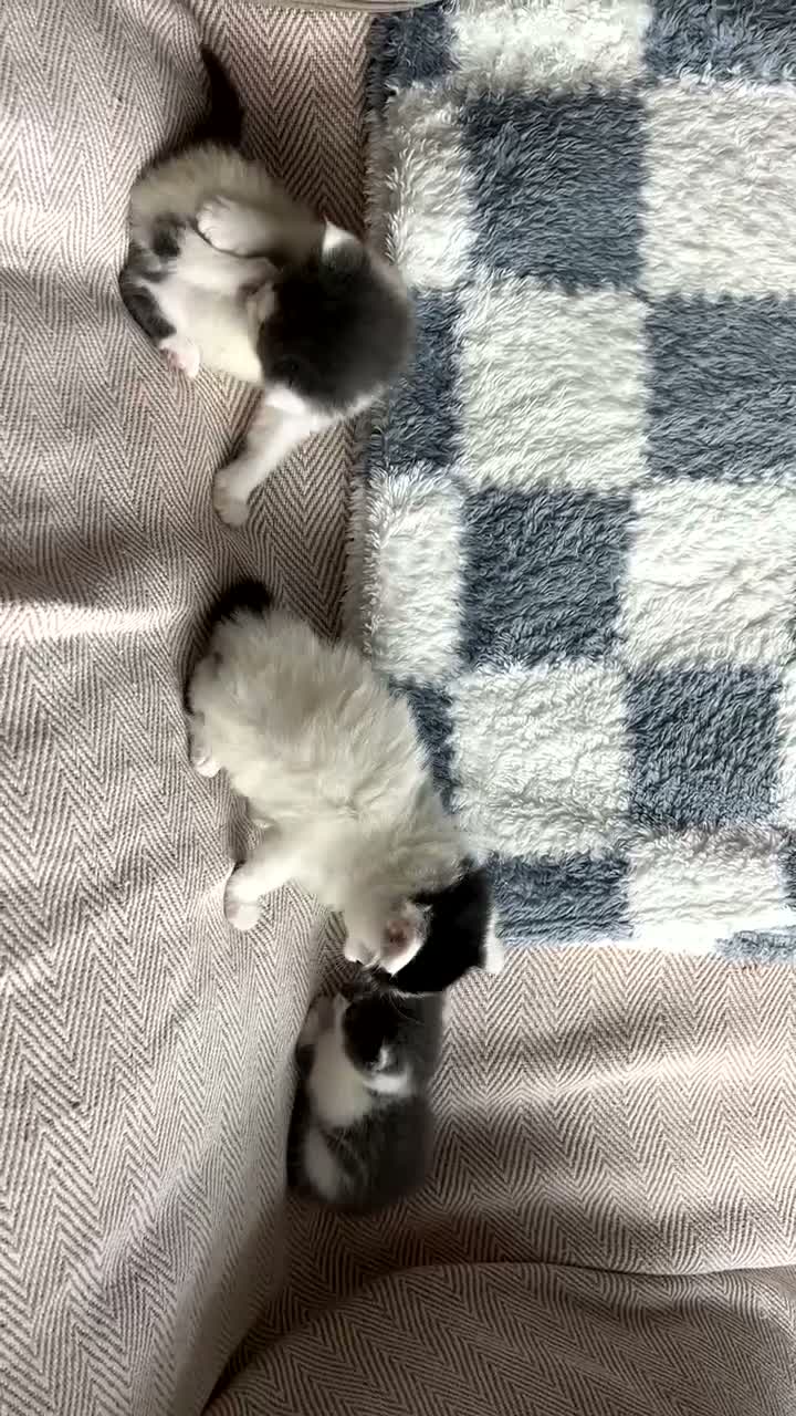 Domestic Shorthair cats for sale: Black, white and grey kittens - Video 1