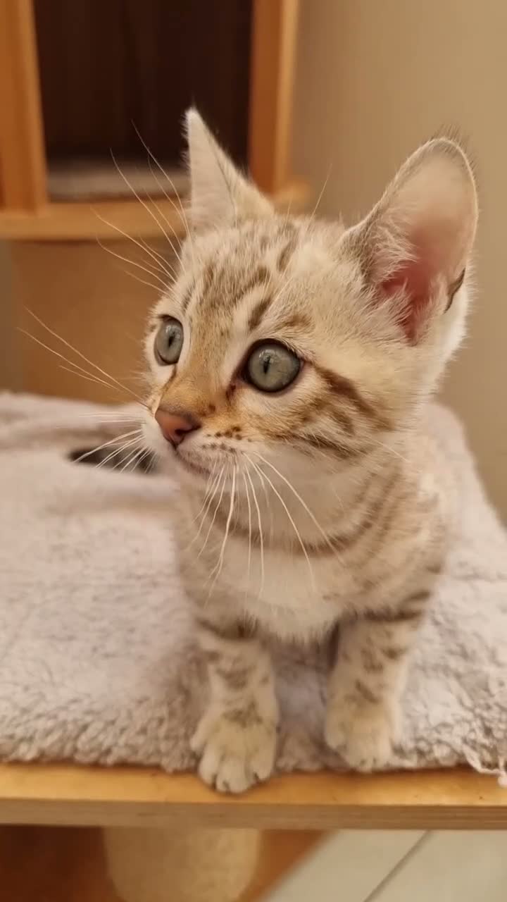 Bengal cats for sale: TICA Purebred rosetted Bengal Kittens - Video 1