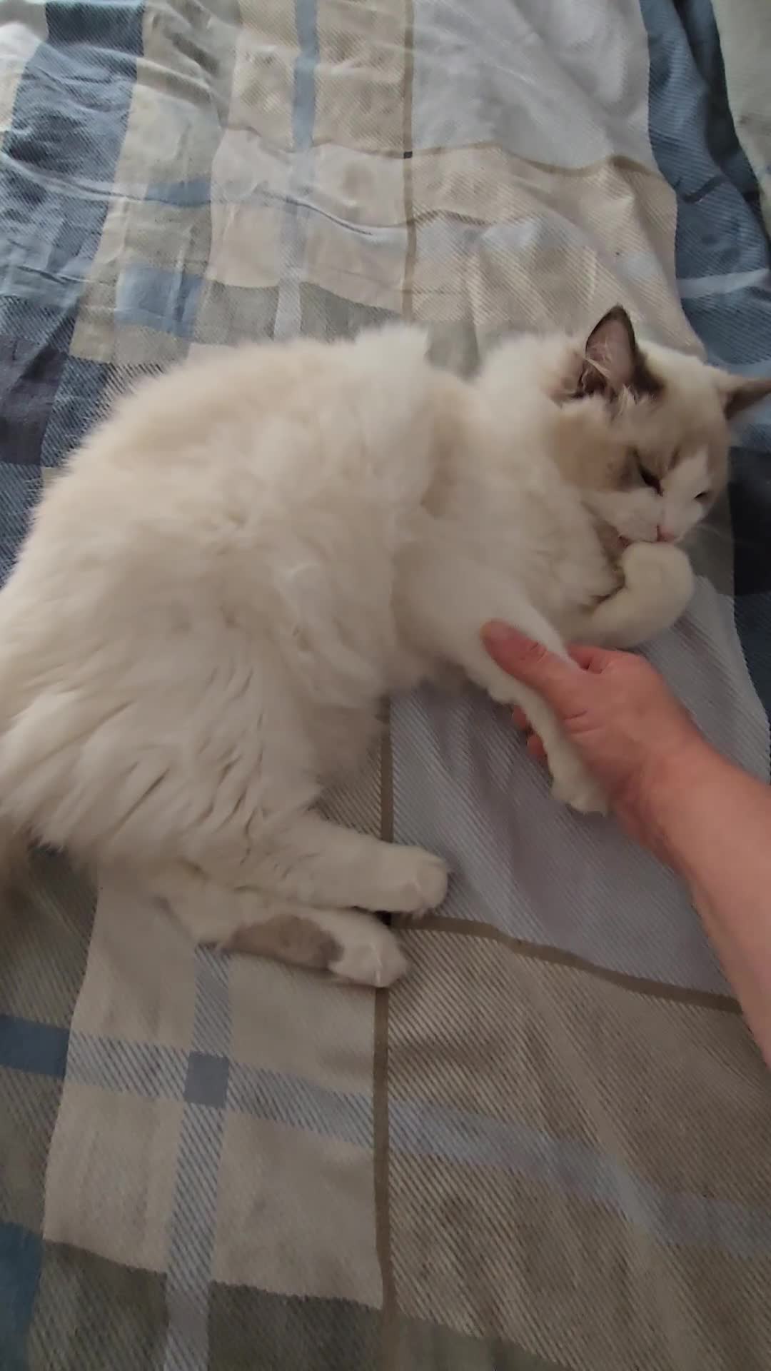 Ragdoll cats for sale: Ragdoll Male - Video 1