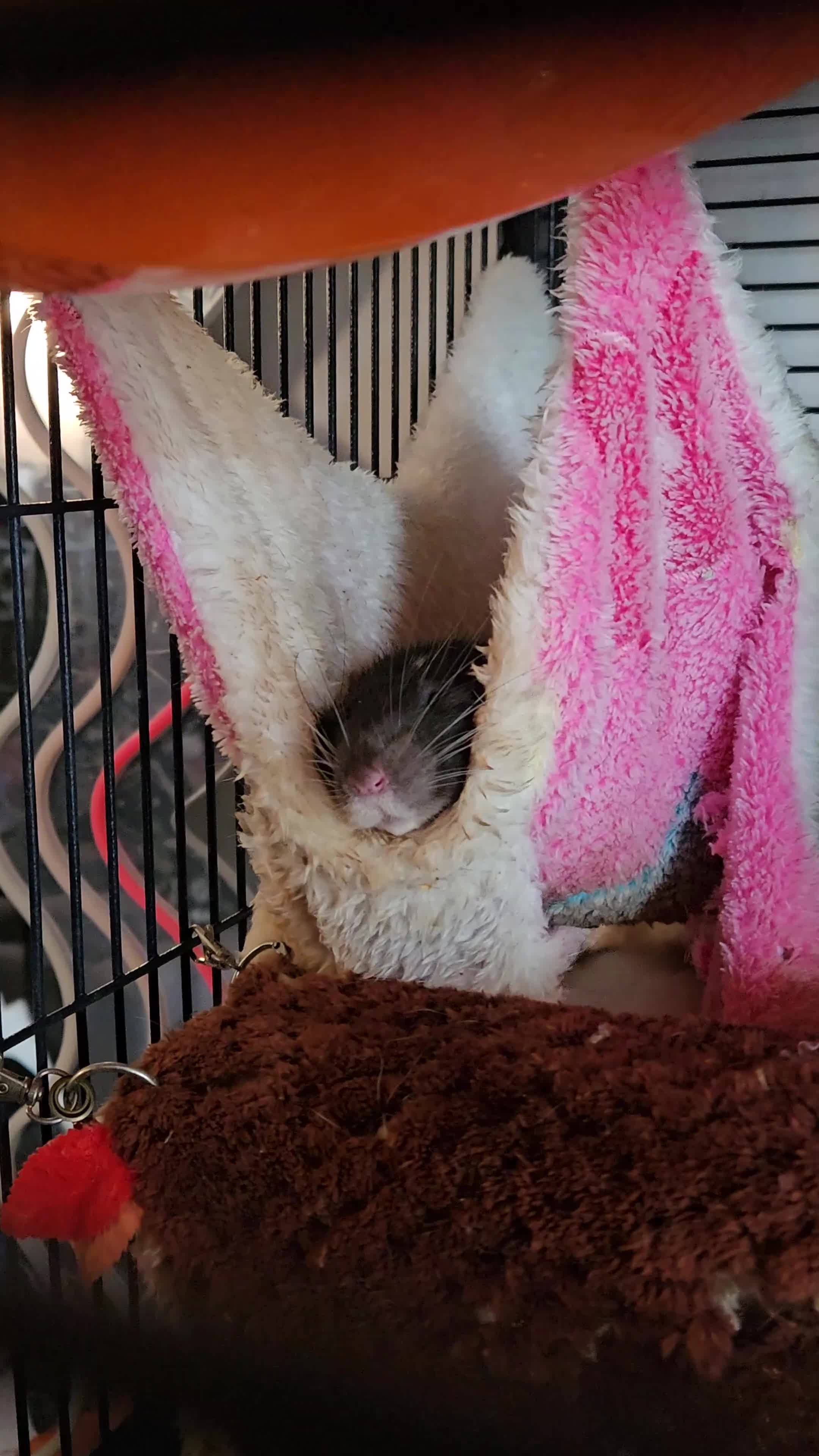 Rat rodents for sale: X3 Male Rats & Cage (cage can be sold seperately) - Video 1