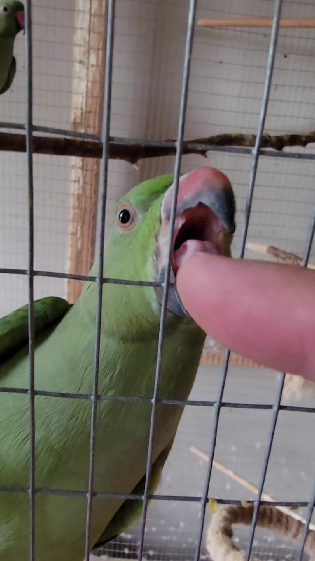Ringnecks birds for sale: Juveniles ringnecks - Video 1