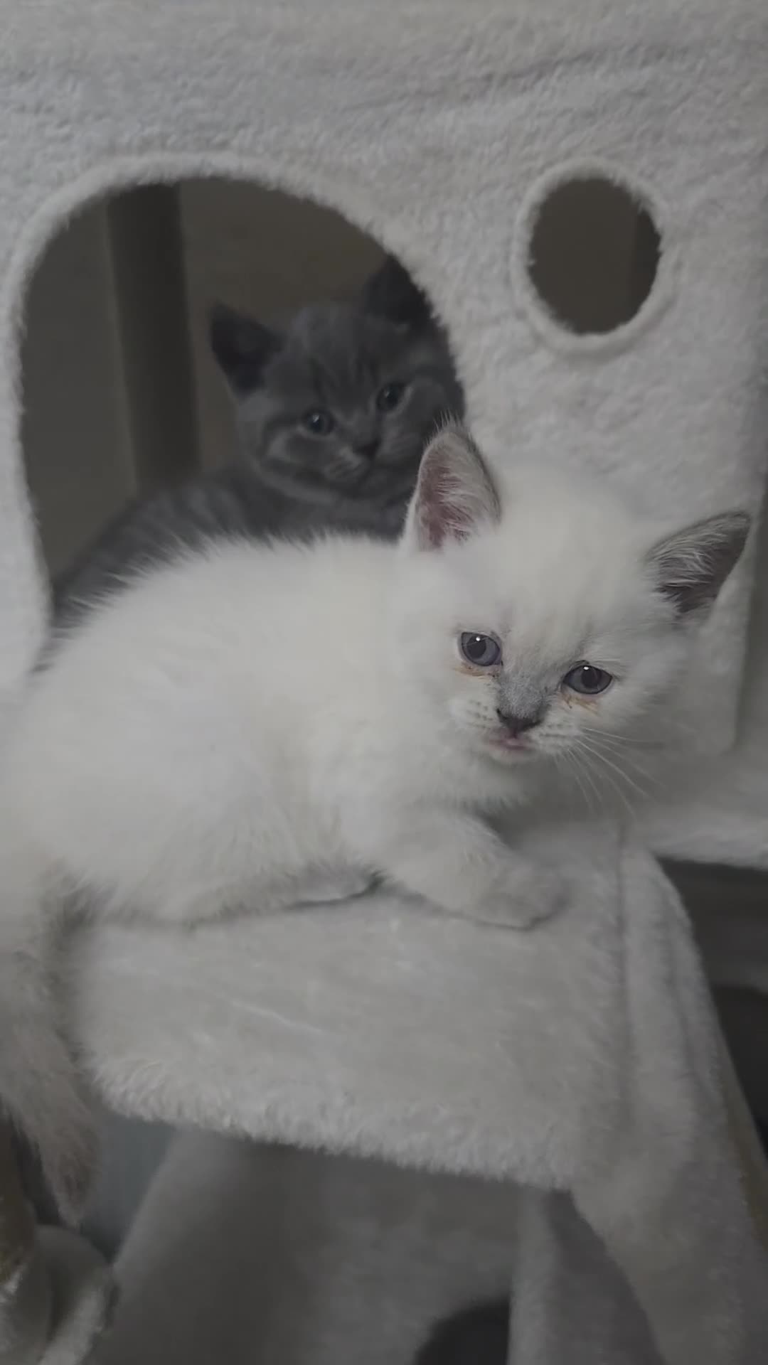 British Shorthair cats for sale: BRITISH SHORTHAIR PEDIGREE - FIRST LITTER - Video 3