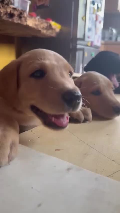 Labrador Retriever dogs for sale: 6th Generation KC Pedigree Labrador Retriever  - Video 1