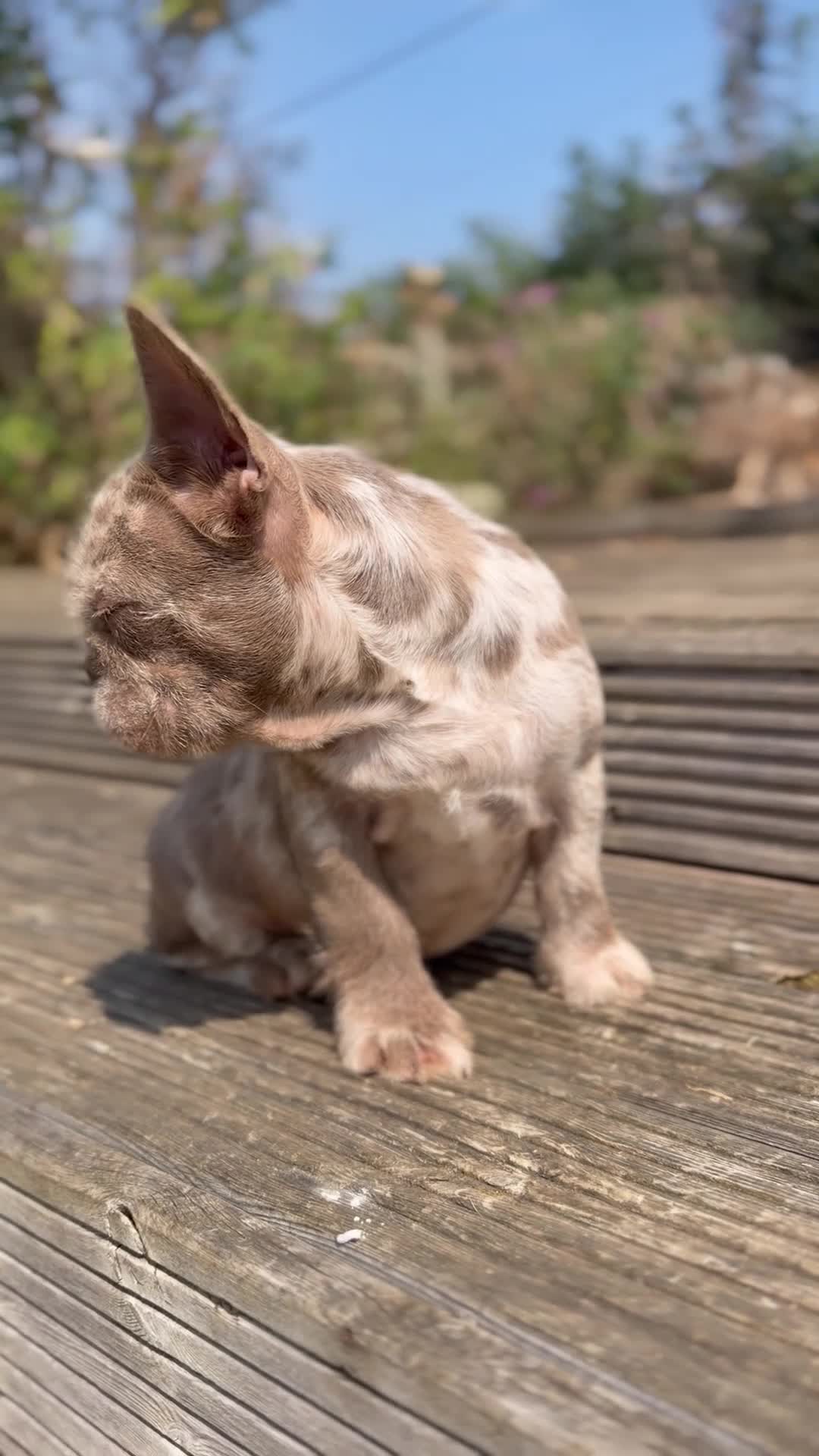 French Bulldog dogs for sale: **Beautiful Fluffy Floodle Frenchie Puppies** - Video 1