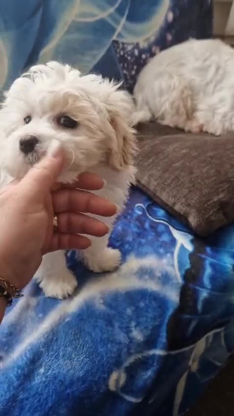 Havanese dogs for sale: Beautiful Bichon Puppies Available!  - Video 1