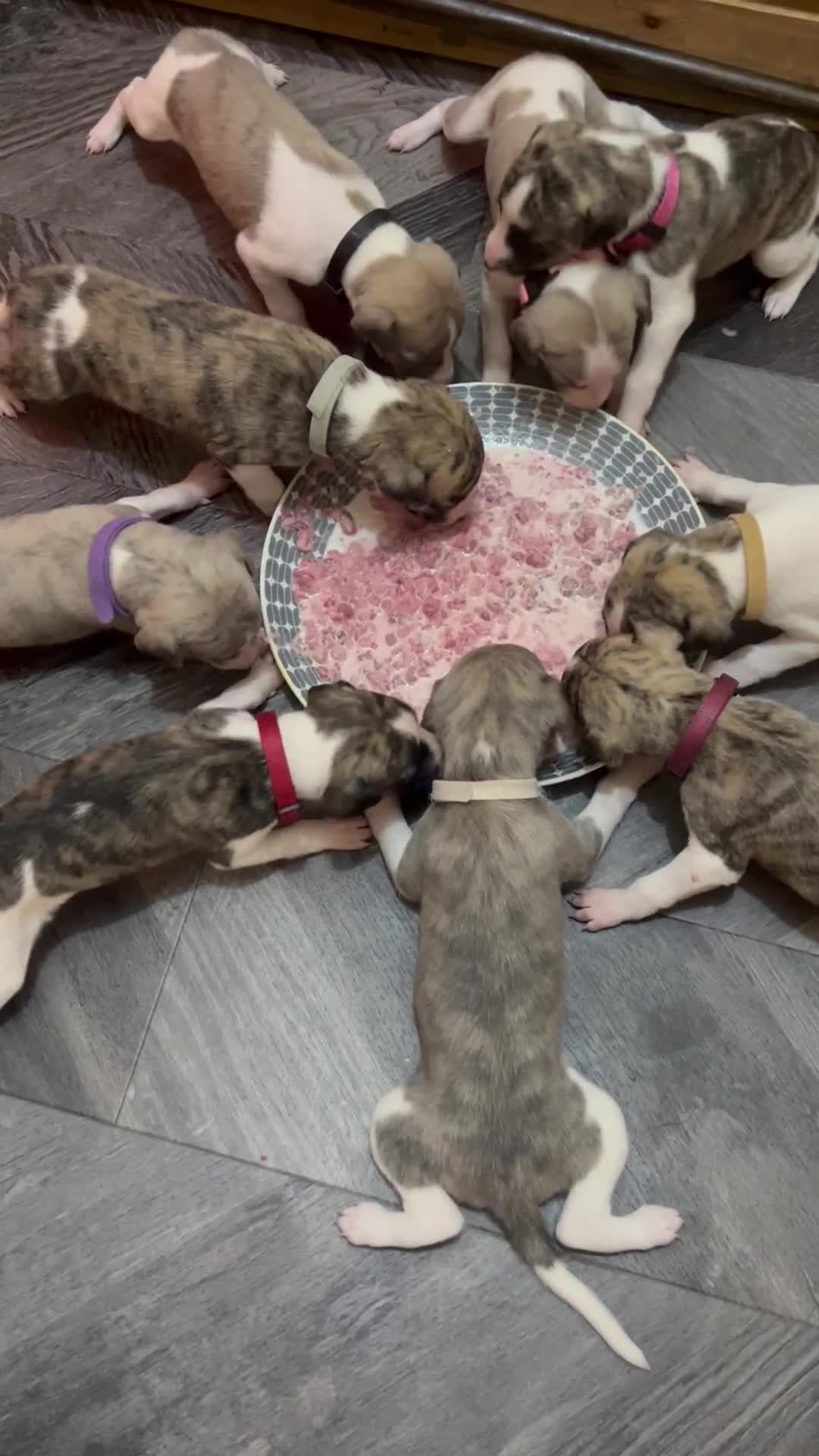Whippet dogs for sale: A beautiful-well bred litter of small whippets  - Video 3
