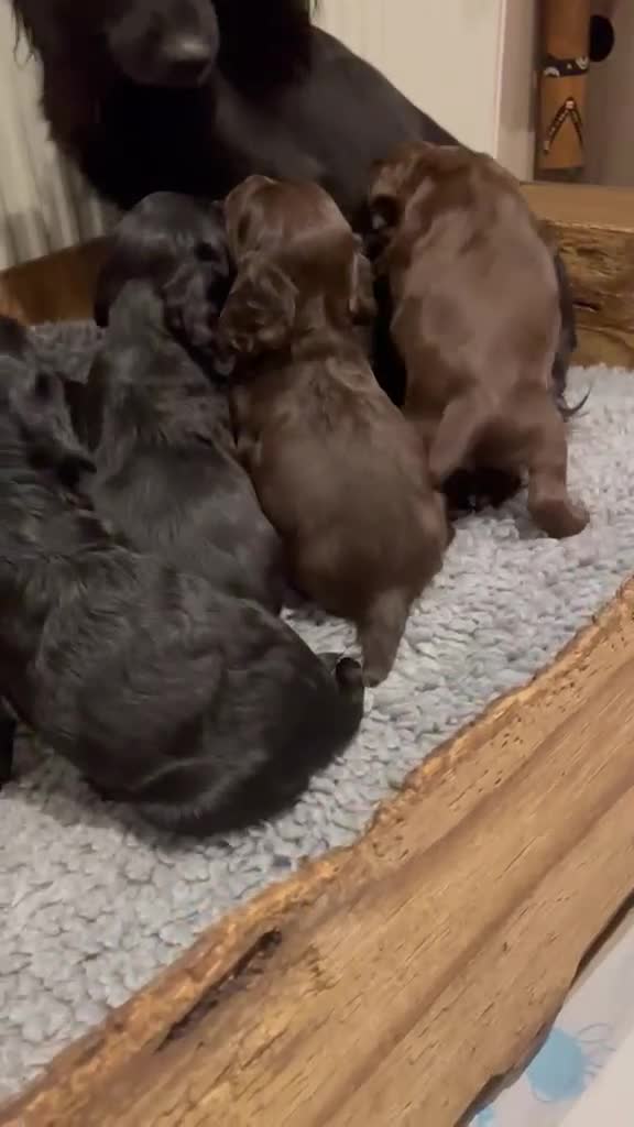 Cocker Spaniel dogs for sale: Elite FTCH Penwills Charlie of Winhocklin Puppies - Video 2