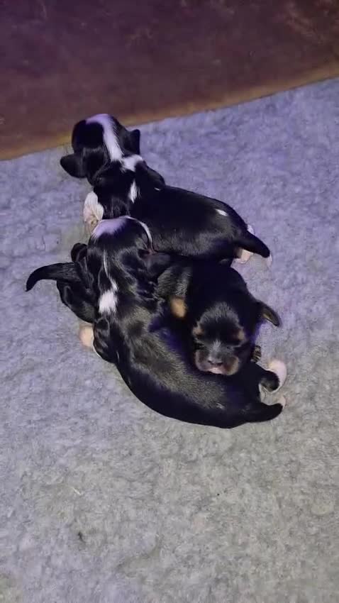Cavalier King Charles Spaniel dogs for sale: Pedigree CKCS  in Clitheroe - Video 1