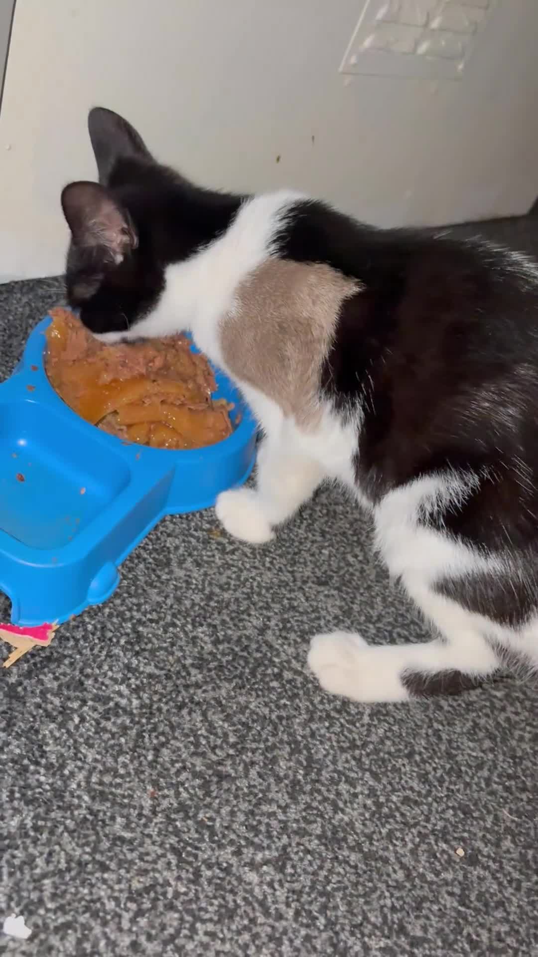 British Longhair cats for sale: 4 beautiful rescue kittens - Video 2
