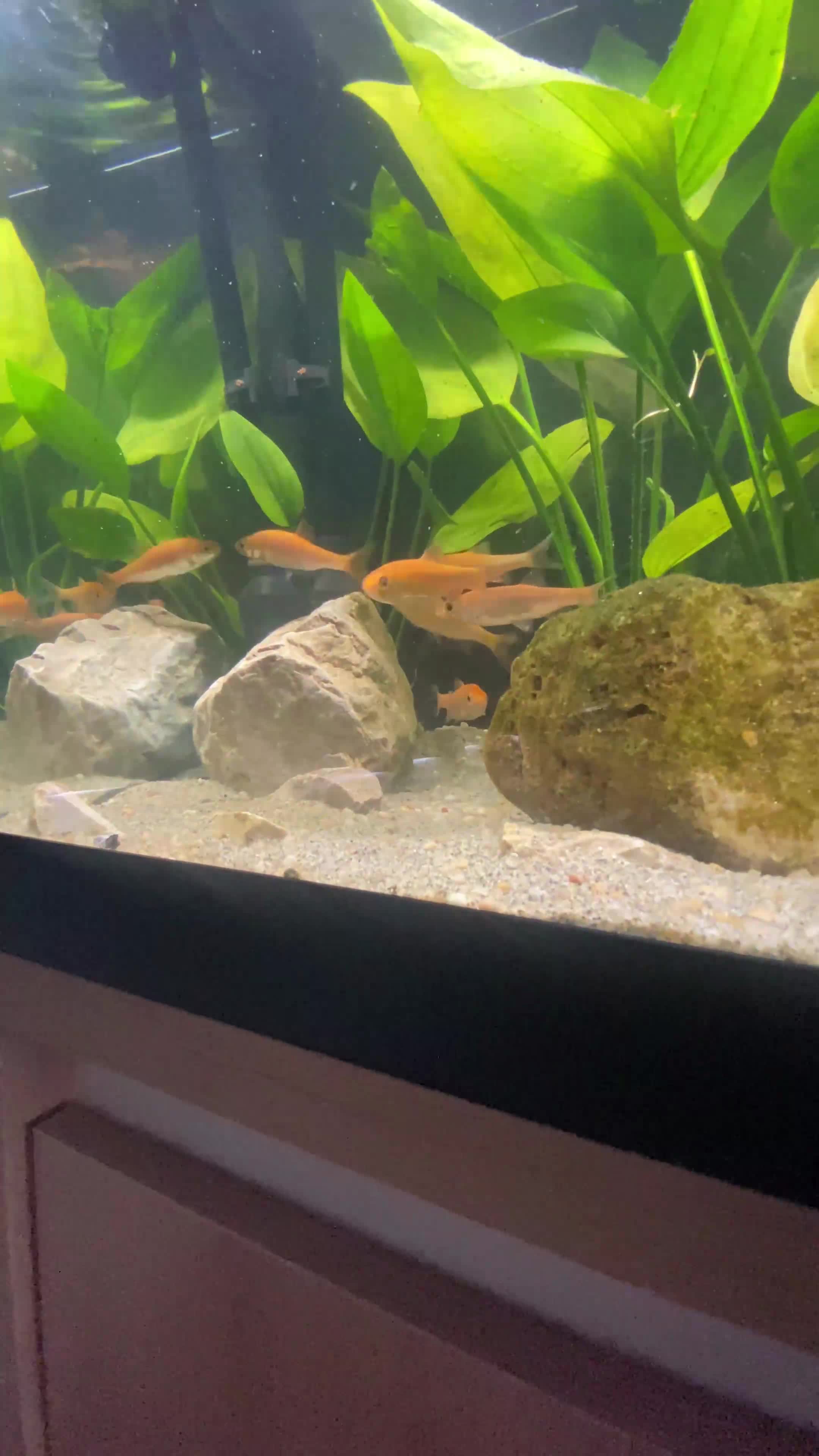 Golden Orfes fish for sale: Golden orfes  in Chester - Video 1