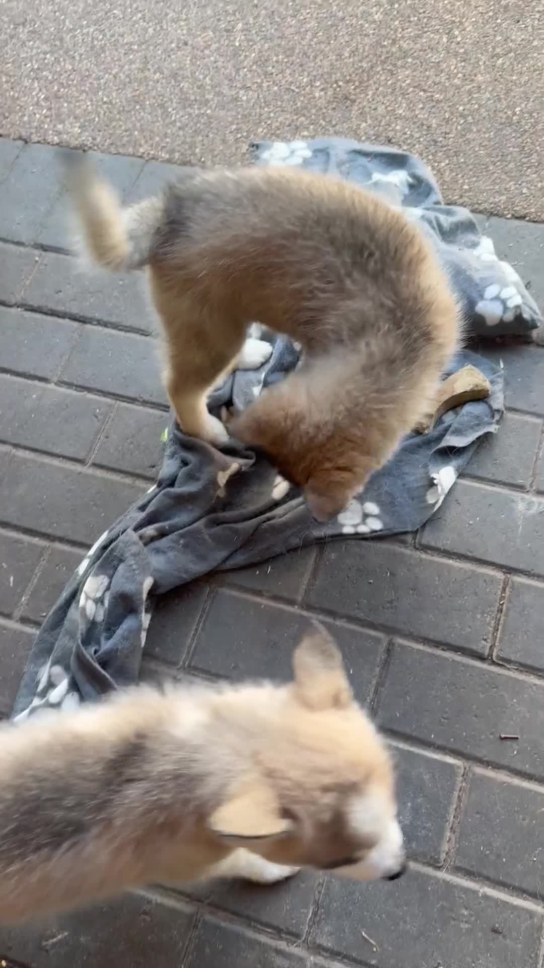 Pomsky dogs for sale: 6 beautiful pomsky 3 girls 3 boy ready to leave  - Video 2