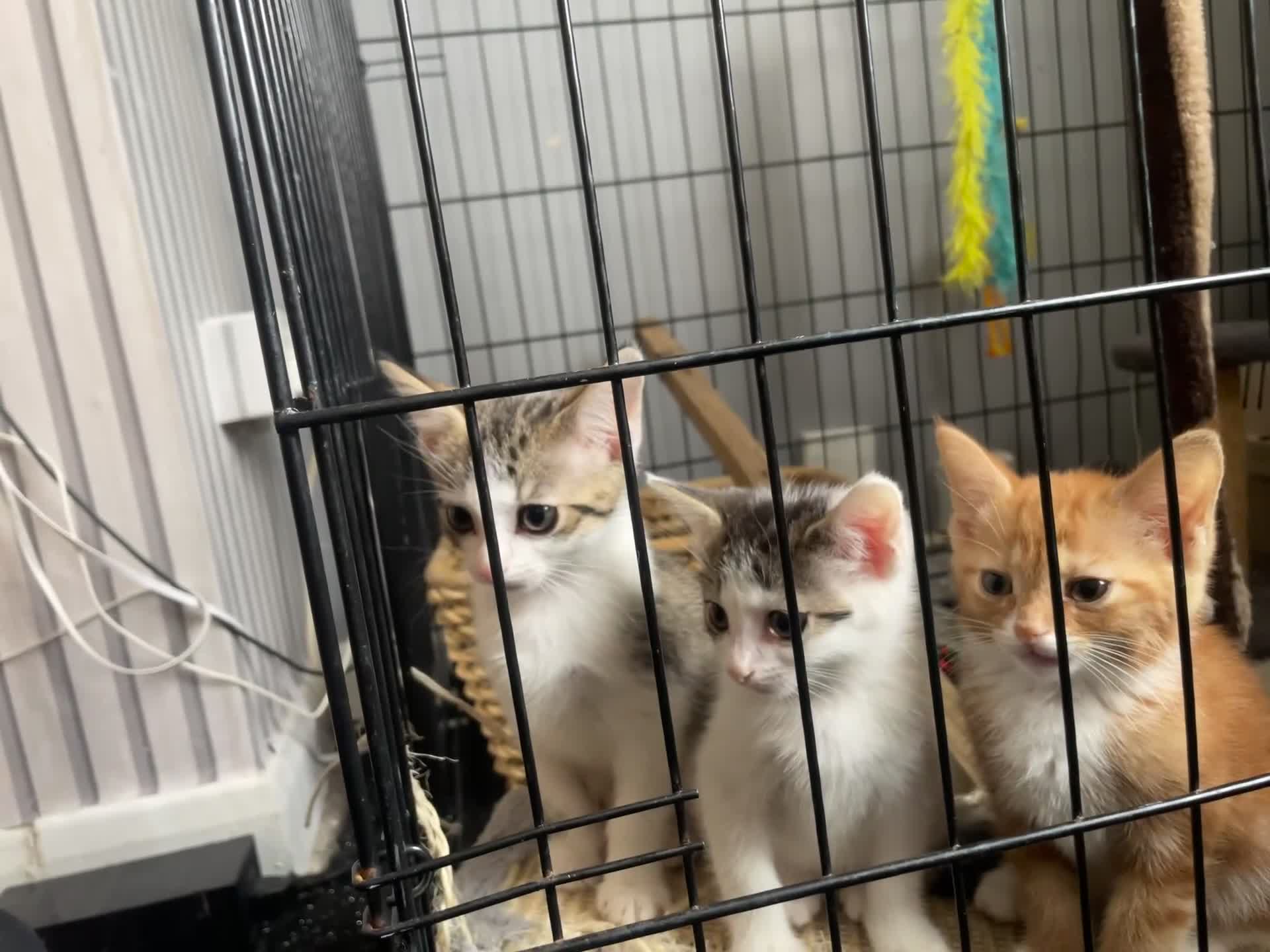 Domestic Shorthair cats for sale: 3 kittens (2 male 1 female ) - Video 1