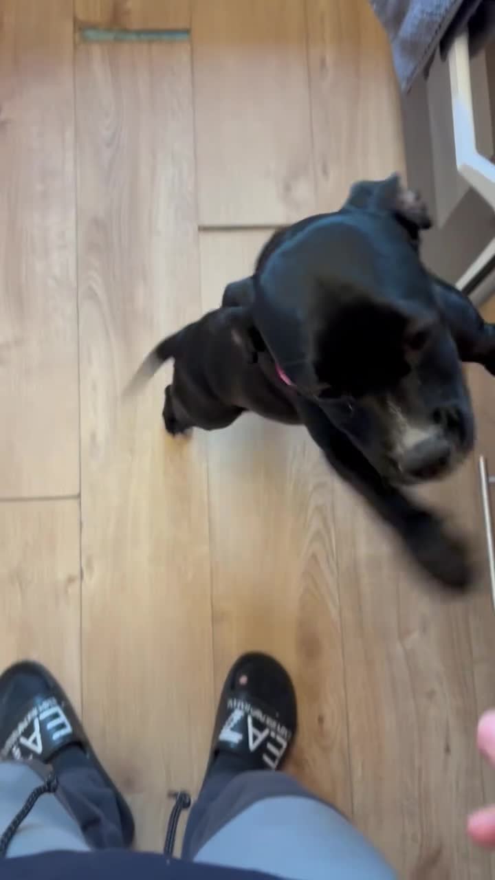 Mixed Breed dogs for sale: Beautiful cross puppy - Video 2
