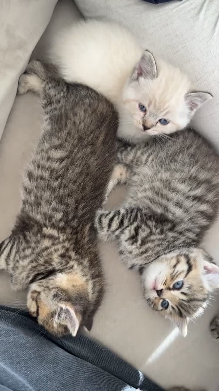Mixed Breed cats for sale: Half Ragdoll, Half British Shorthairs  - Video 1