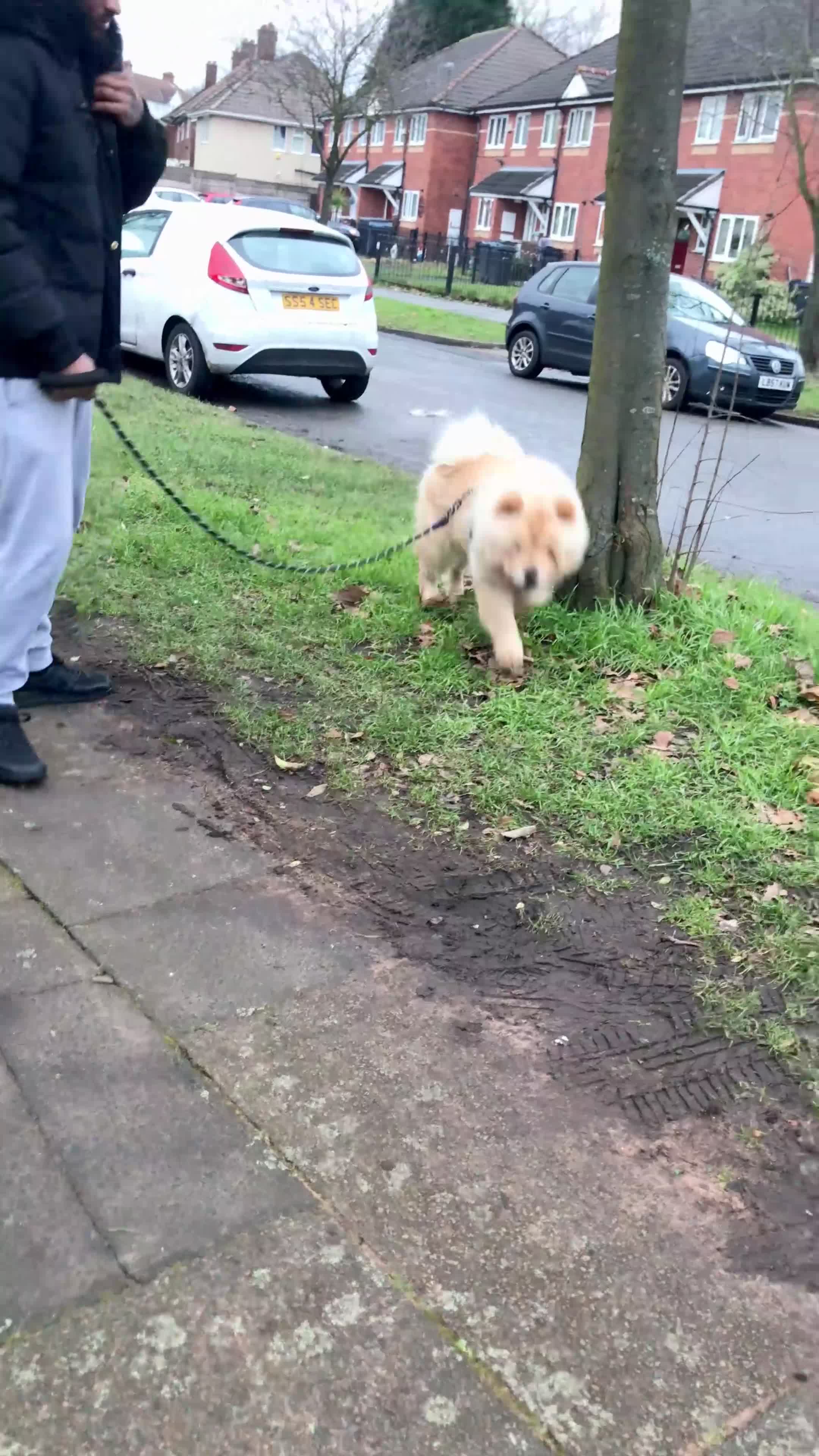 Chow Chow dogs for sale: GORGEOUS KC FEMALE CHOW FOR SALE!!!!!! - Video 2