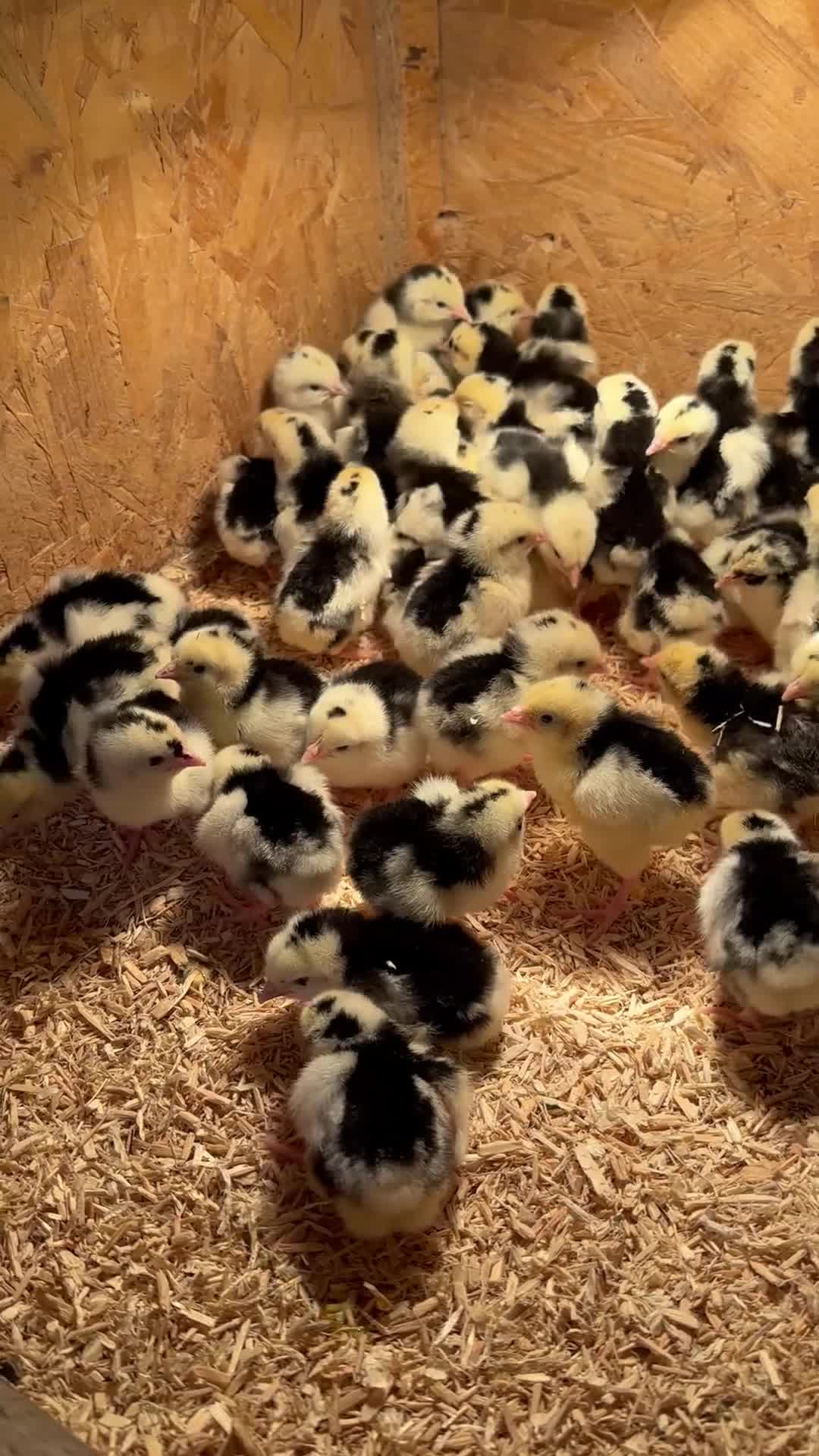 Chickens poultry for sale: Exchequer Leghorn Chicks and Eggs  - Video 1