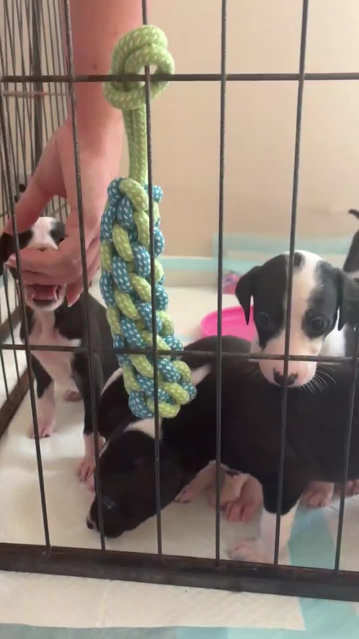 Lurcher dogs for sale: Lurcher pups from working parents - Video 1