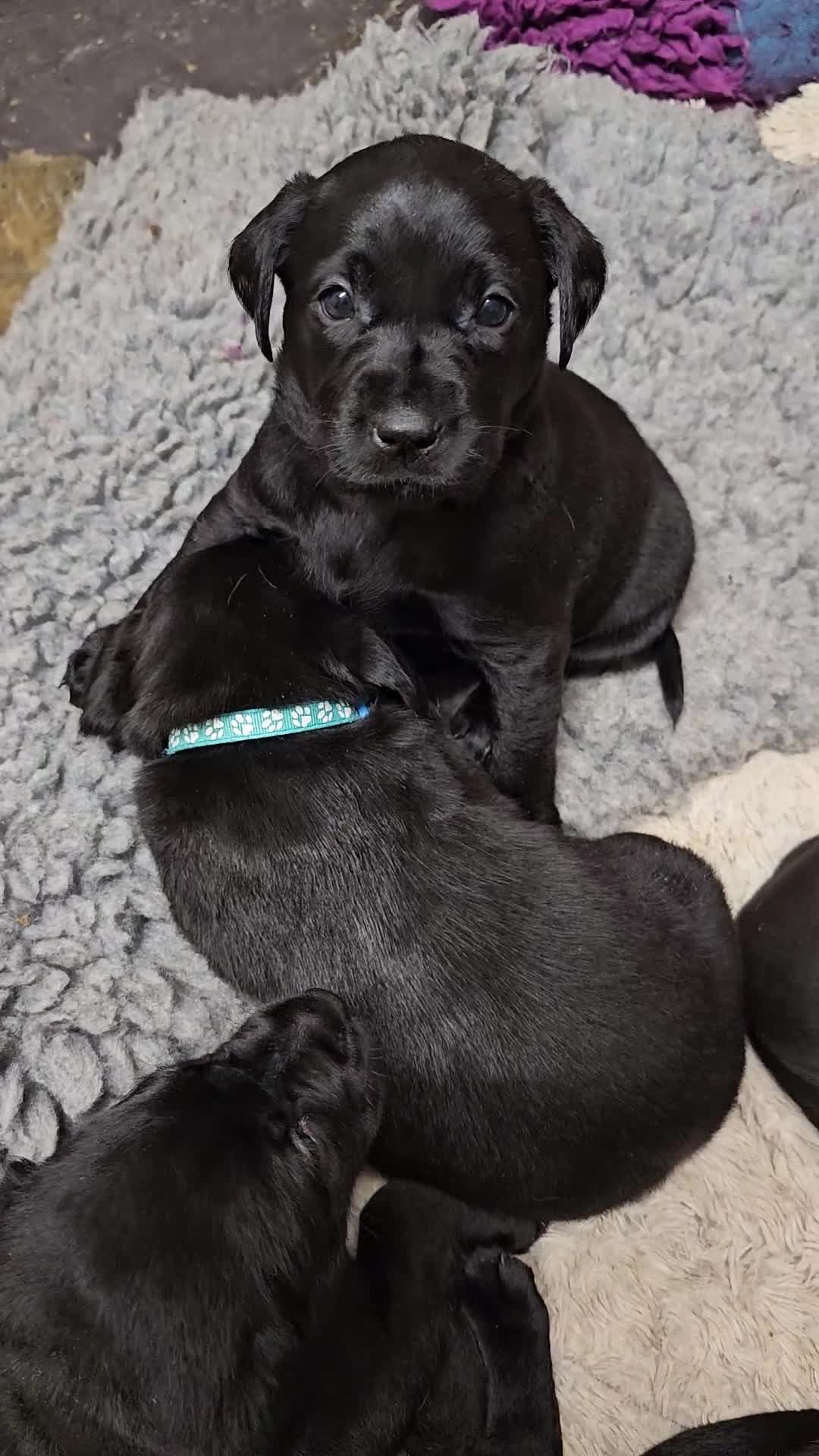 Labrador Retriever dogs for sale: Gorgeous and real characters - Video 2