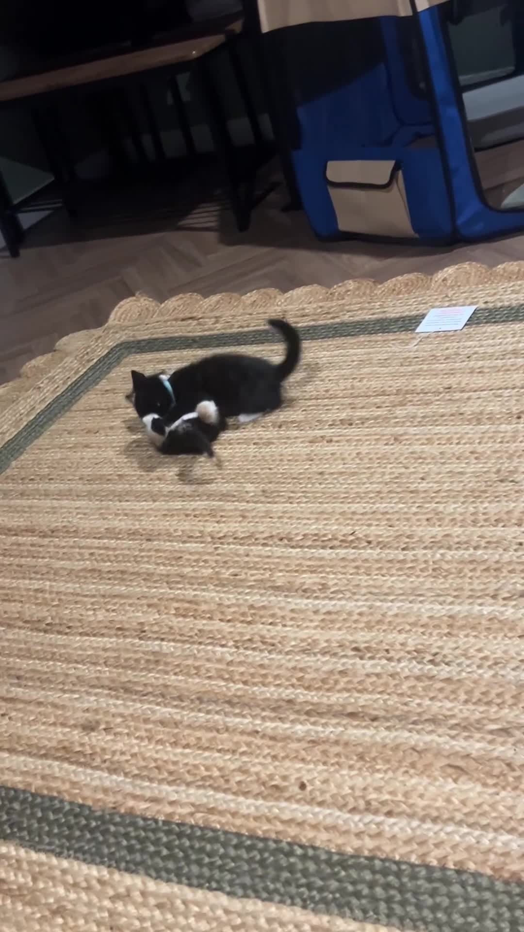 Mixed Breed cats for sale: Last little boy available  in Peterborough - Video 1