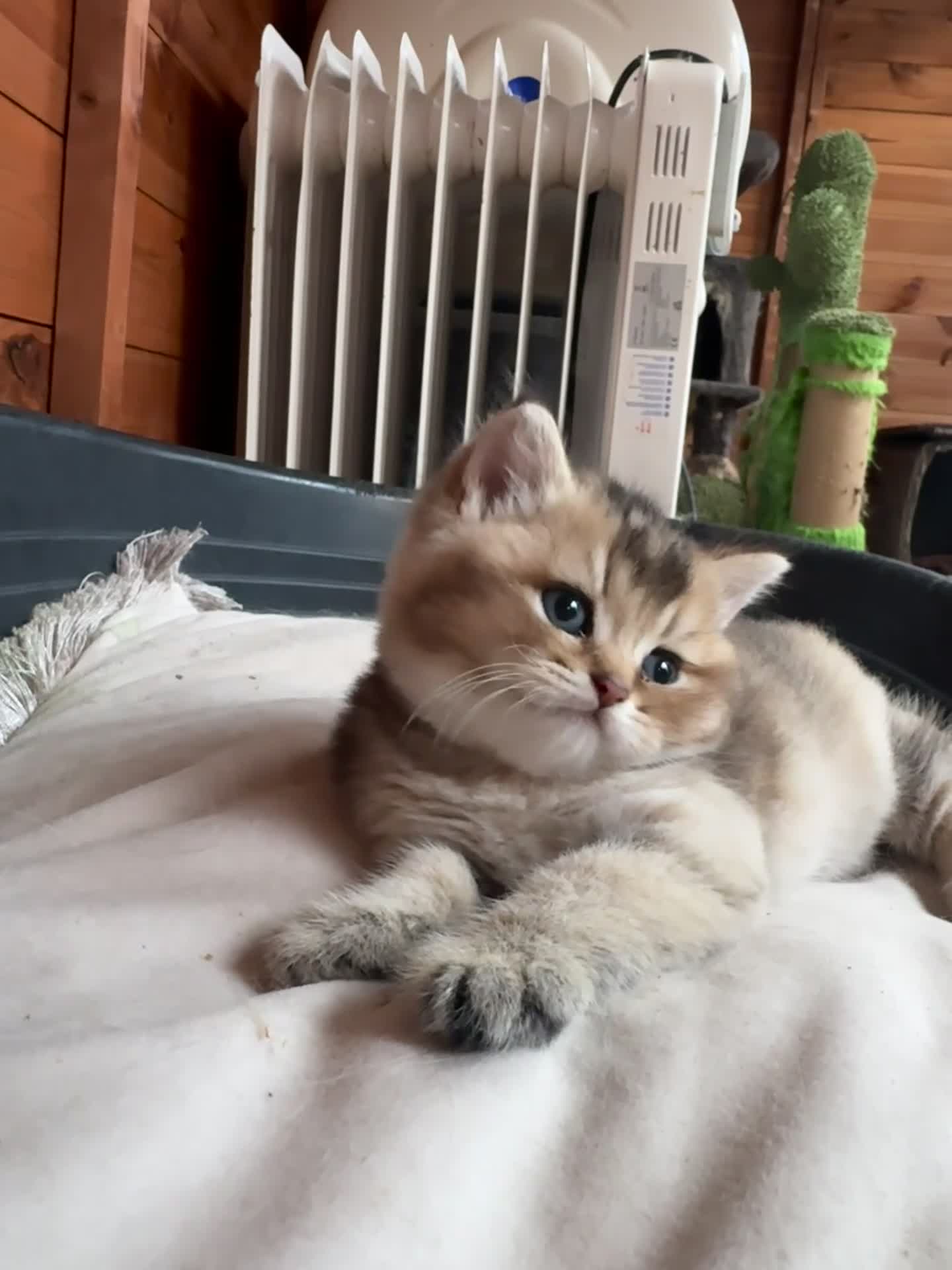 British Shorthair cats for sale: Amazing black golden British shorthair boy  - Video 1