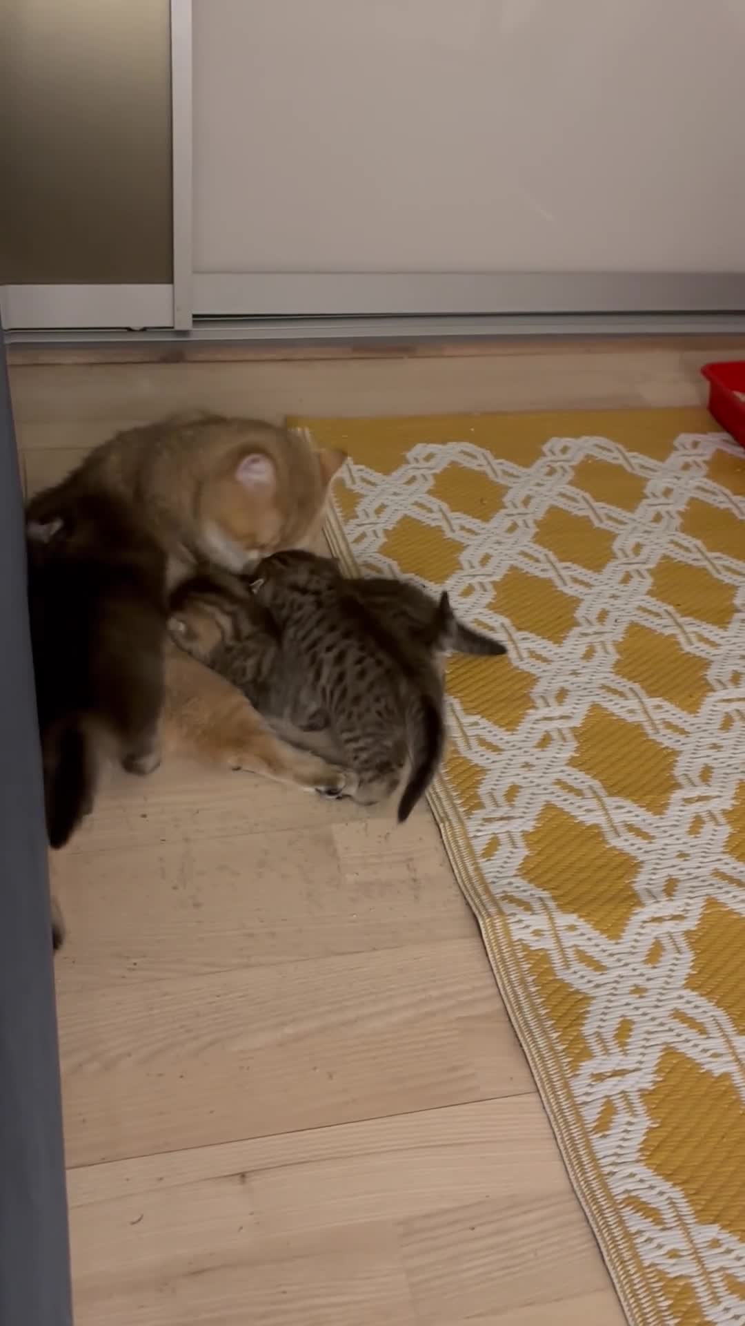 British Shorthair cats for sale: British Shorthair boys  - Video 4