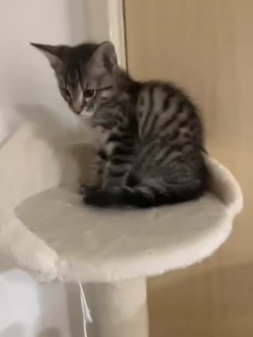 Mixed Breed cats for sale: Beautiful kittens ready for loving new homes.  - Video 3