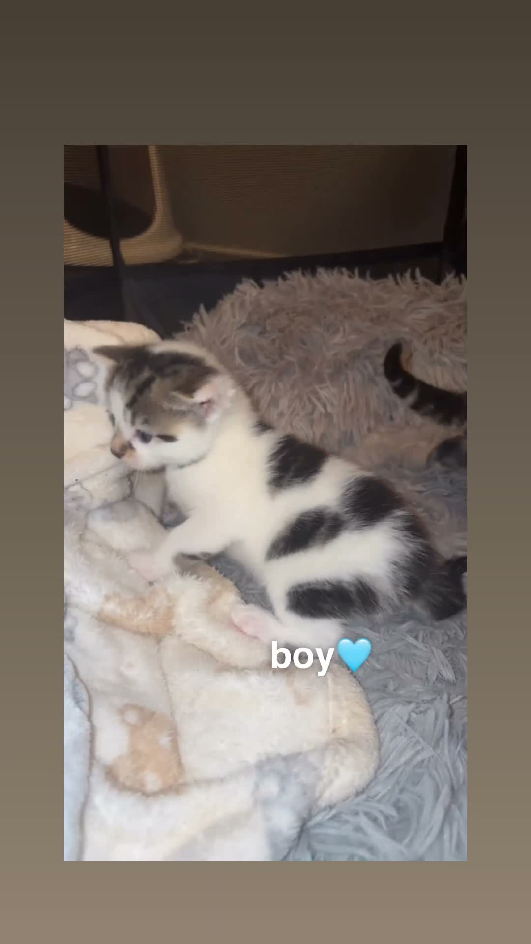 Domestic Shorthair cats for sale: gorgeous kittens for sale! - Video 3