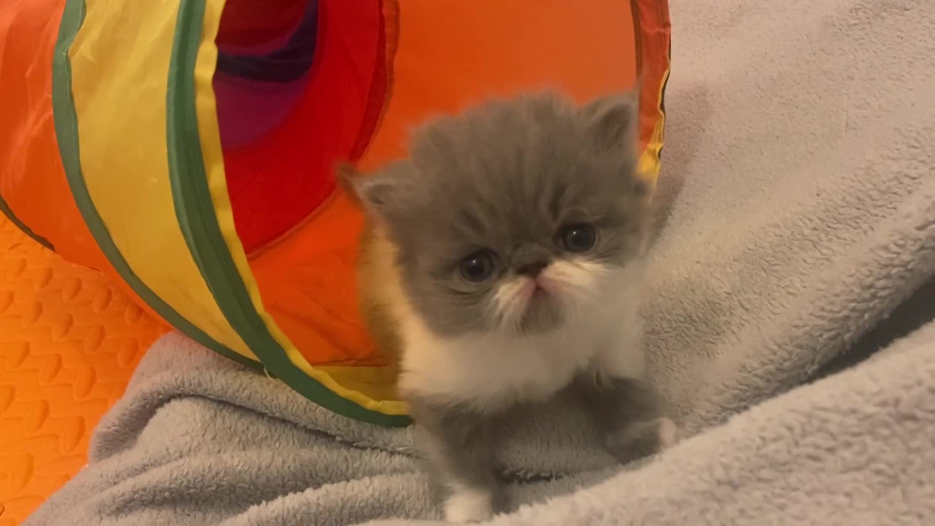 Persian cats for sale: Stunning pedigree Persian kittens - Video 3