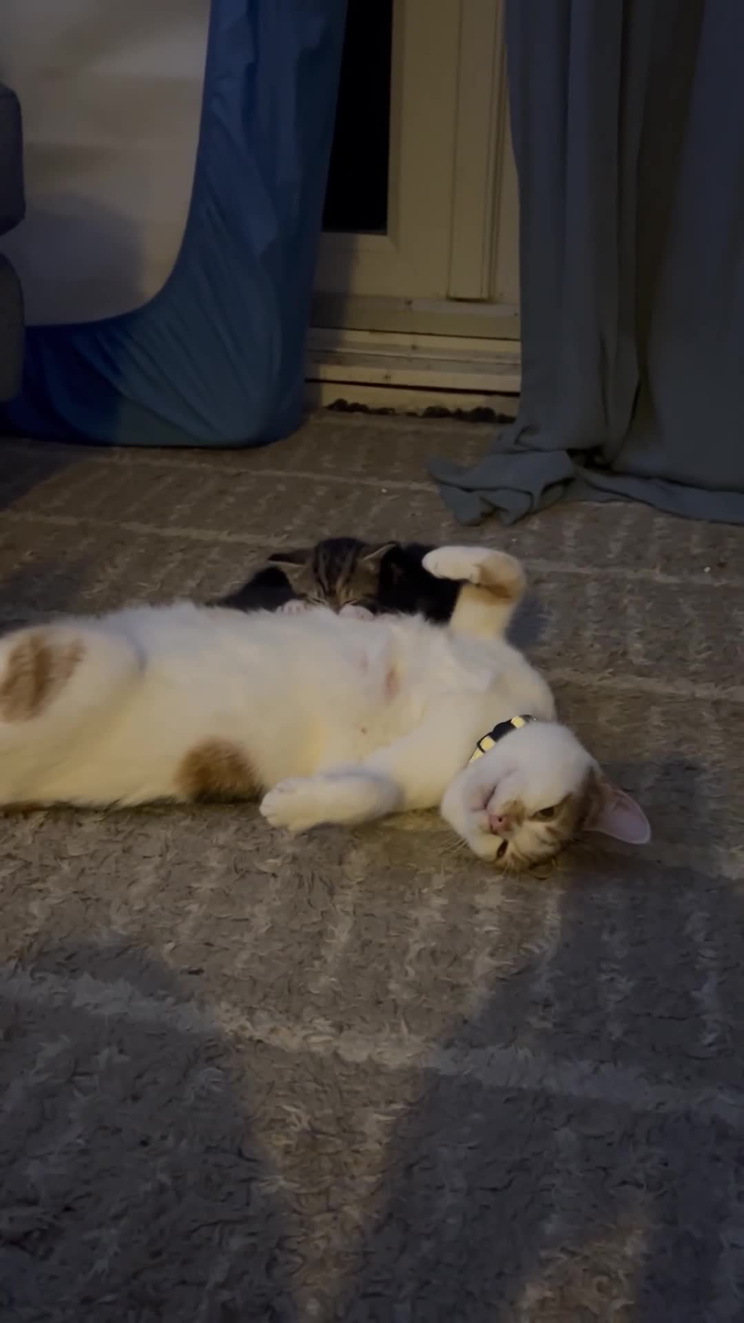 Mixed Breed cats for sale: 4 beautiful, confident kittens for sale in Milton Keynes - Video 1