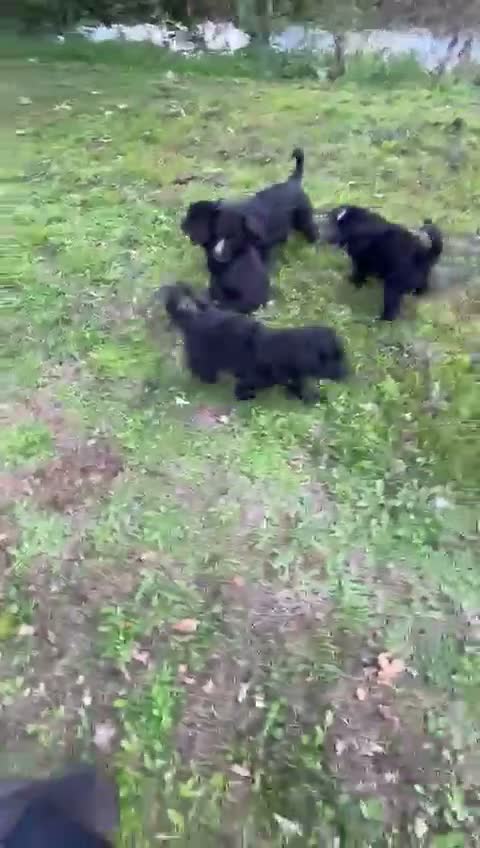 German Shepherd dogs for sale: Stunning Shepadoodles Girls  - Video 2