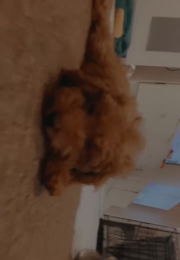 Toy Poodle dogs for sale: Female toy poodle puppy for sale - Video 2