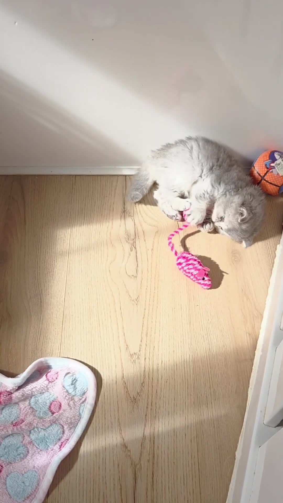 British Shorthair cats for sale: 🧡💙 British Longhair Babies 💙🧡 - Video 3