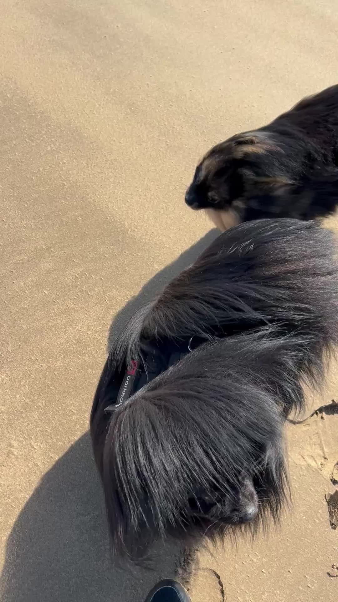 Pomeranian dogs for sale: Purebred fluffy Pomeranian puppies mum Russian! - Video 2