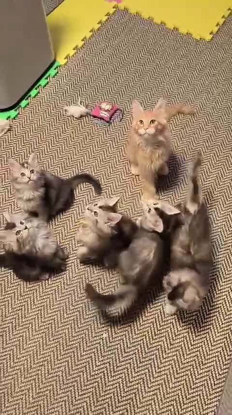 Maine Coon cats for sale: Purebred Maine Coon last girl ready now - Video 1