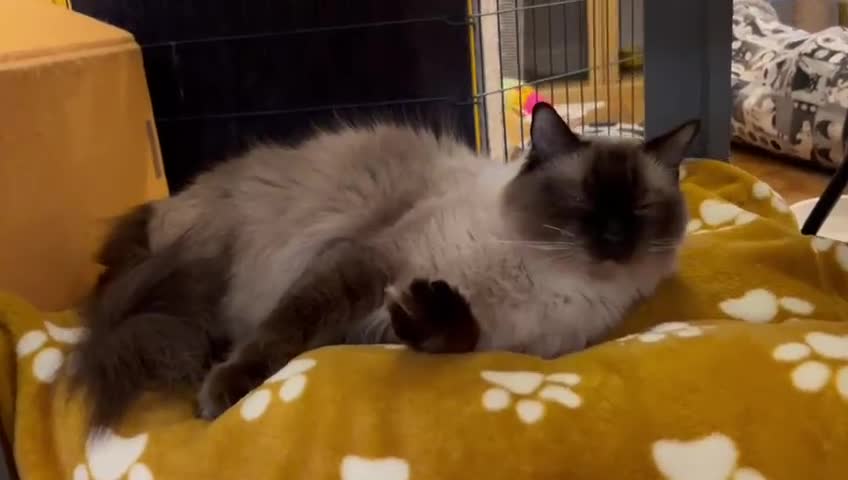 Ragdoll cats for sale: 14 week old Ragdoll Sad Re-home - Video 2