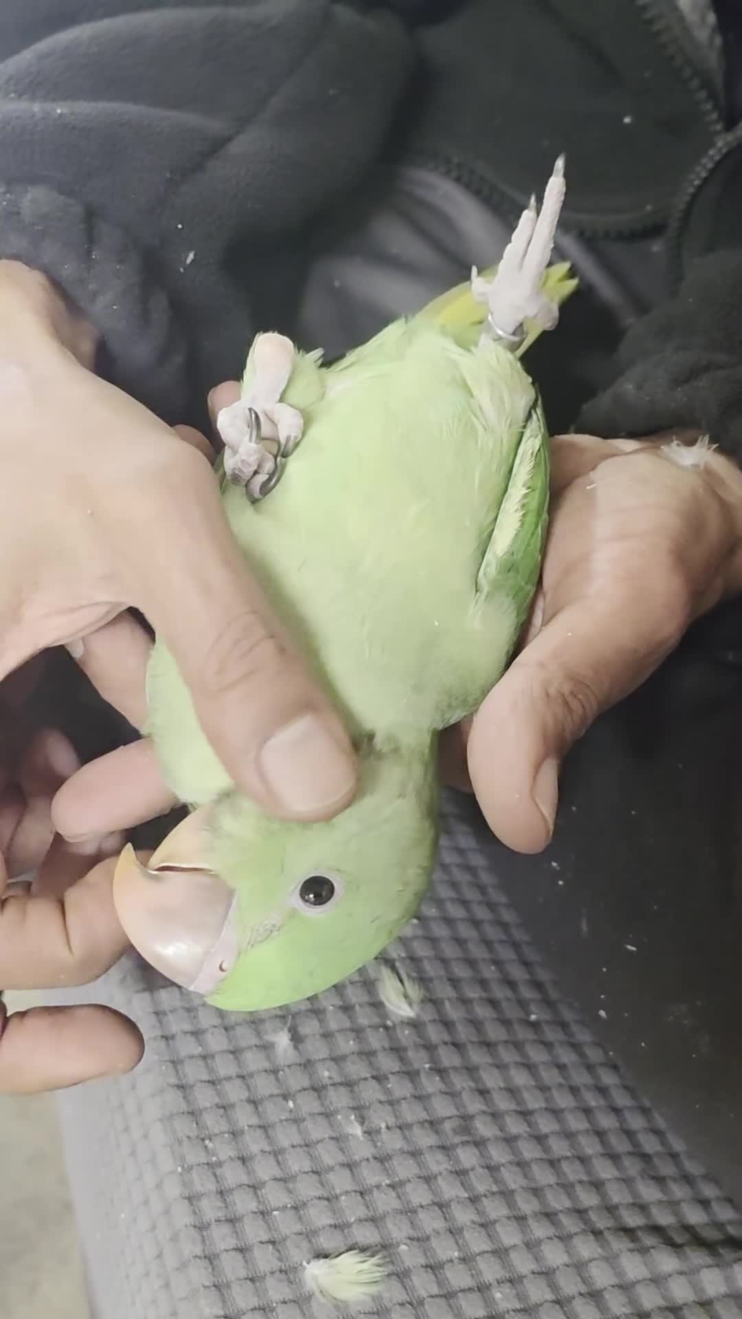 Parakeets birds for sale: Hand-Reared Baby Alexanderine Available to Reserve - Video 1