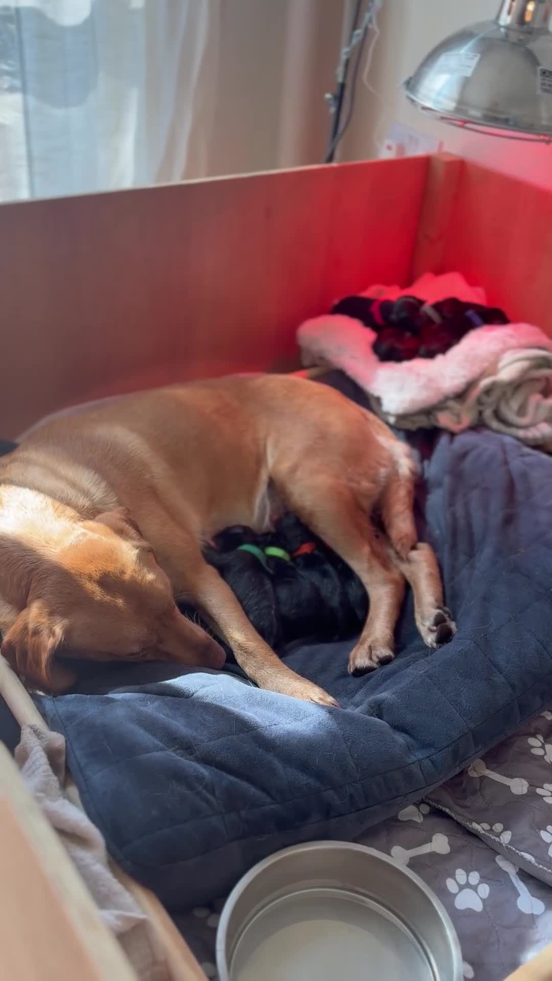 Labrador Retriever dogs for sale: KC Registered Black Labradors 🐾 in Guisborough - Video 2