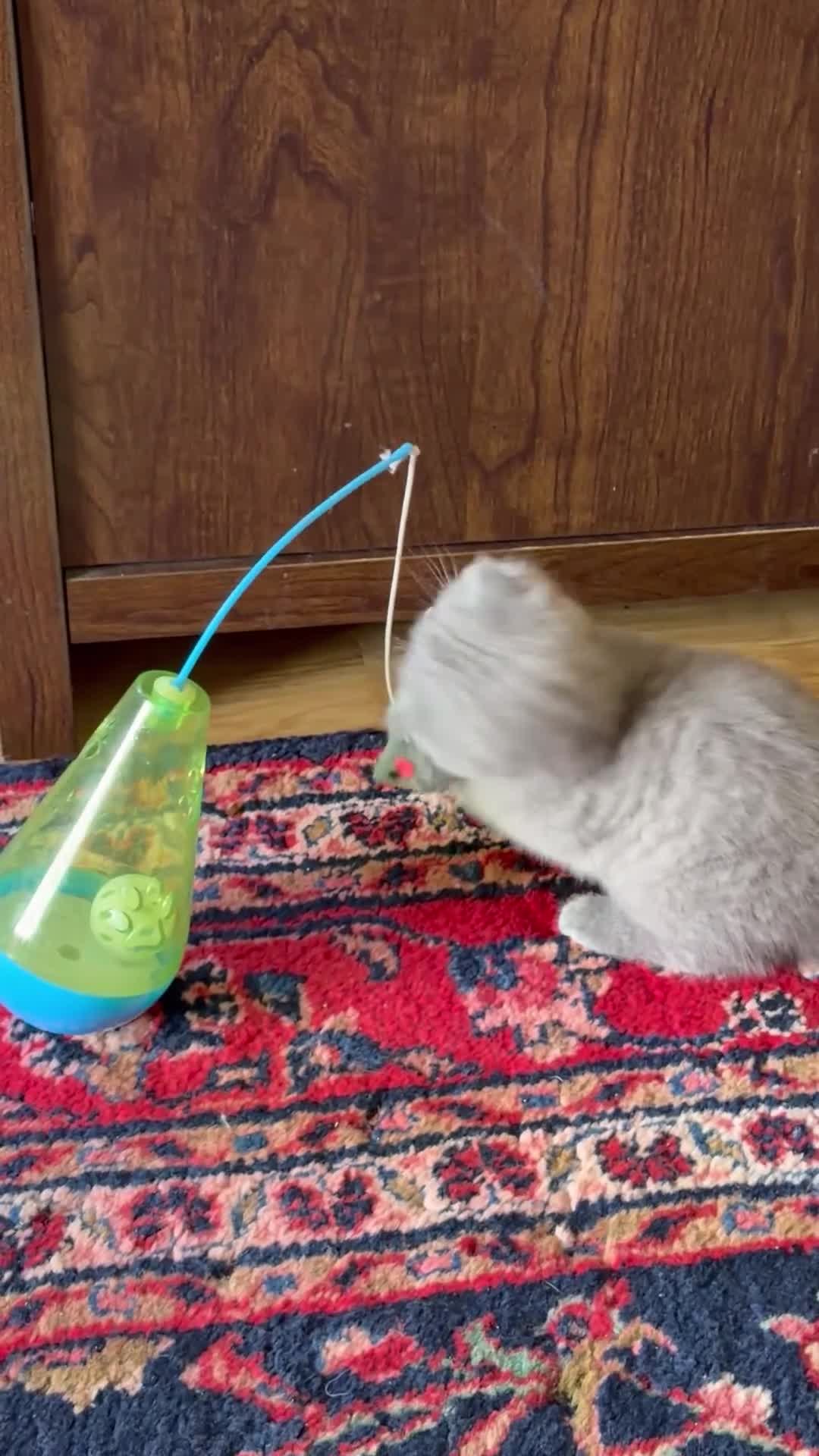 British Shorthair cats for sale: Adorable Kittens for Sale 🐾 - Video 2